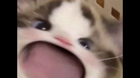 🔴🐺WOLFY LIVE EP 186 | MODE NGAMEN KAH INI?!