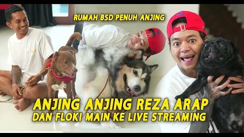 ANJING PLIHARAAN REZA ARAP DAN FLOKI MUSO MAIN KE LIVE STREAMING BUKAN MARAPTHON #YB #marapthon