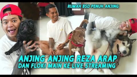 FLOKI DAN ANJING PELIKHAARN REZA ARAP MAIN KE LIVE STREAMING BUKAN MARAPTHON #yb #marapthon